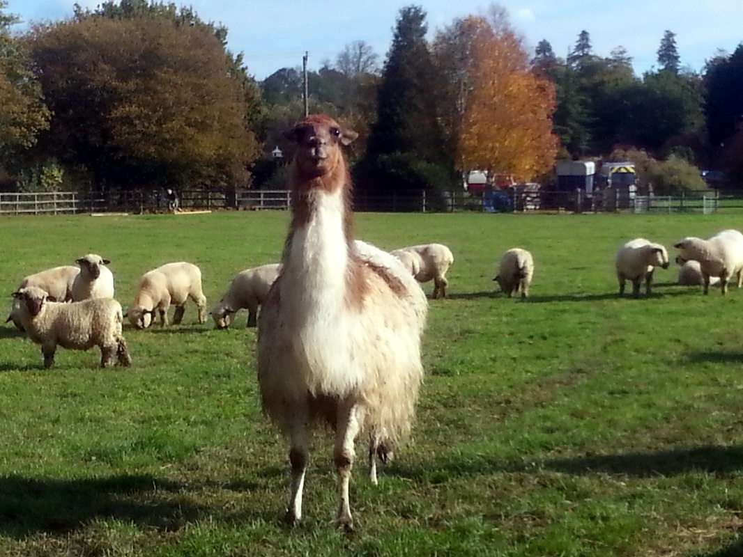 Llama, sheep